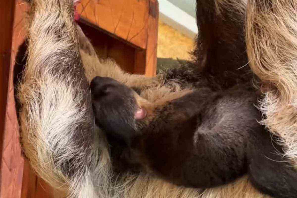 Bradipo con cucciolo