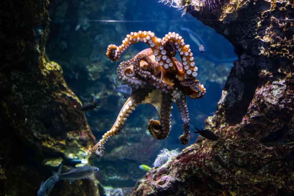 Polpo in mare