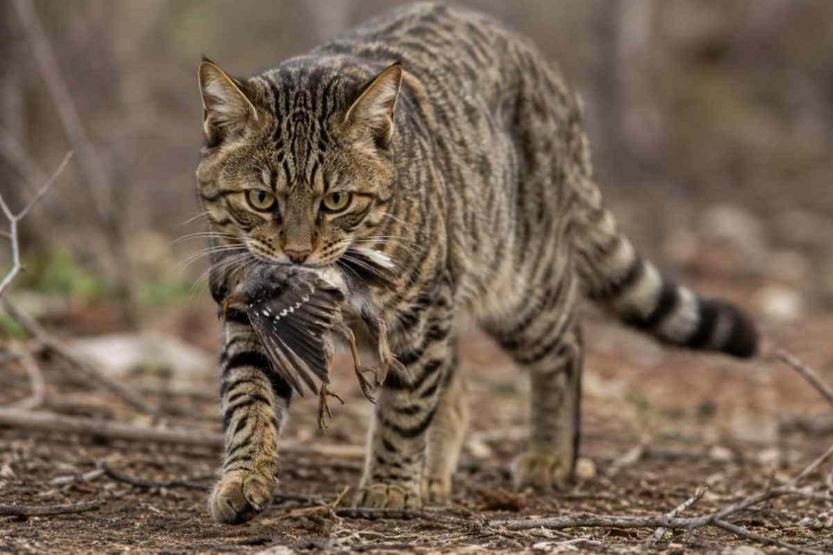Gatto con uccello in bocca
