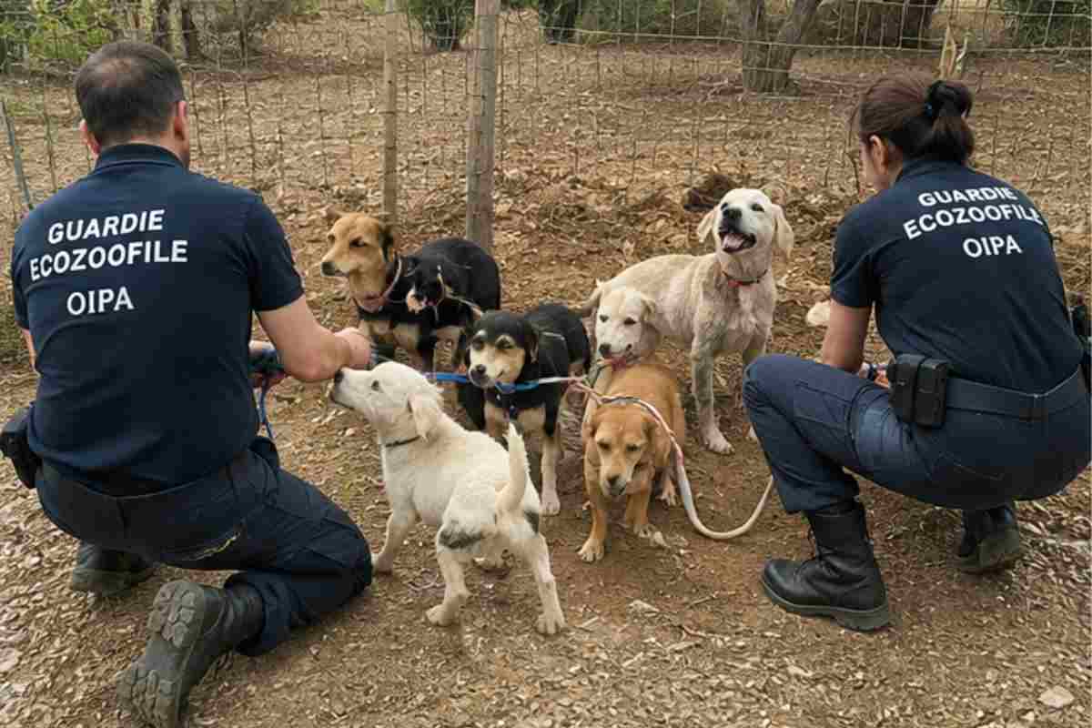 cani randagi e guardie ecozoofile