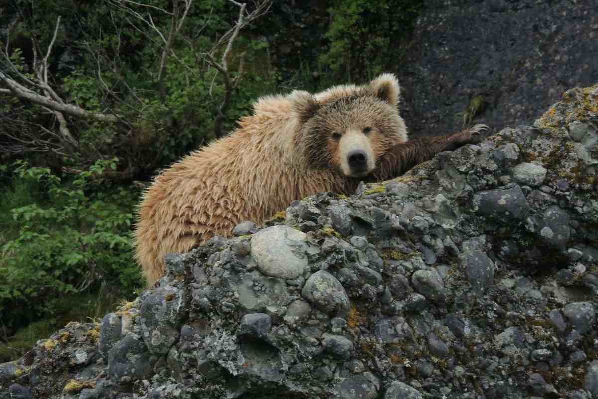 Scoperto il “burro di orso”: ecco perché i grizzly scalano le montagne per mangiare migliaia di falene