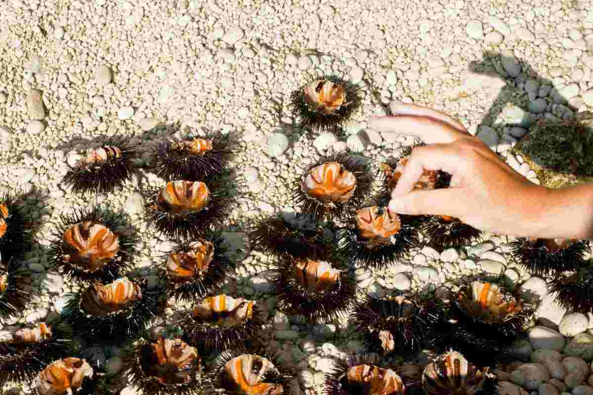RIcci di mare aperti