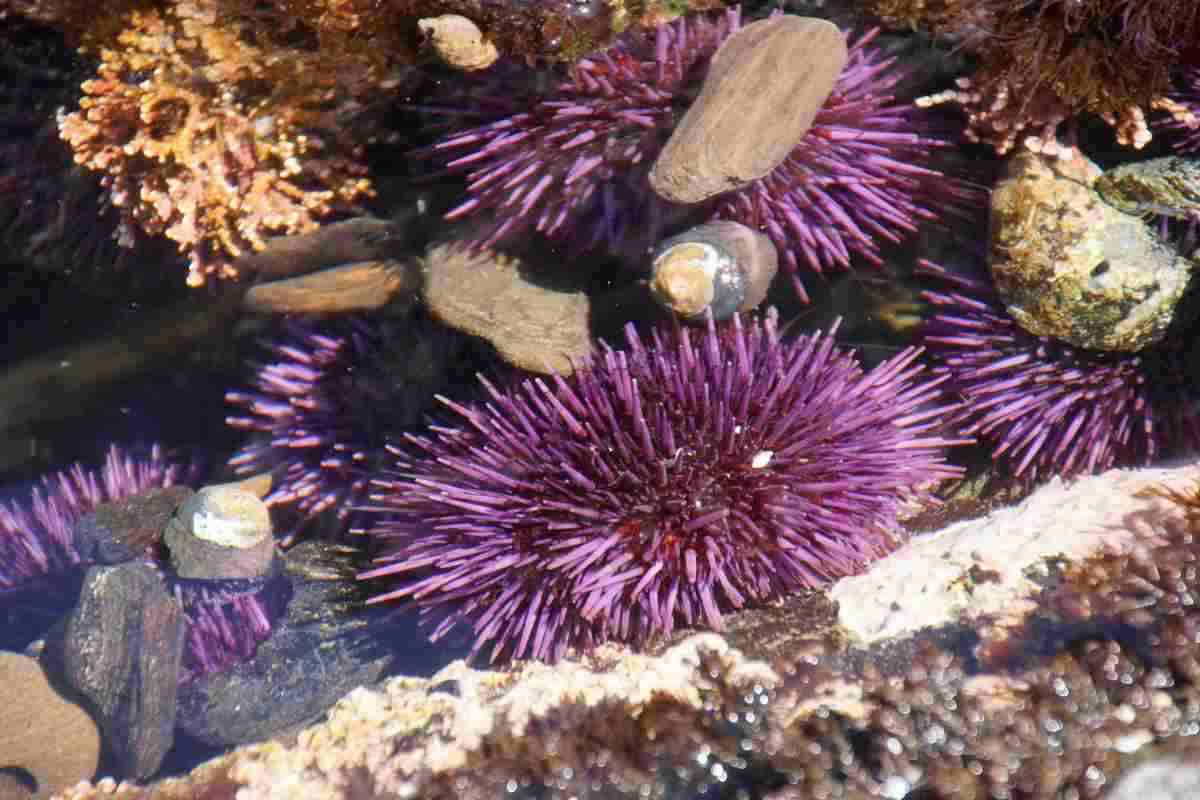 Ricci di mare viola