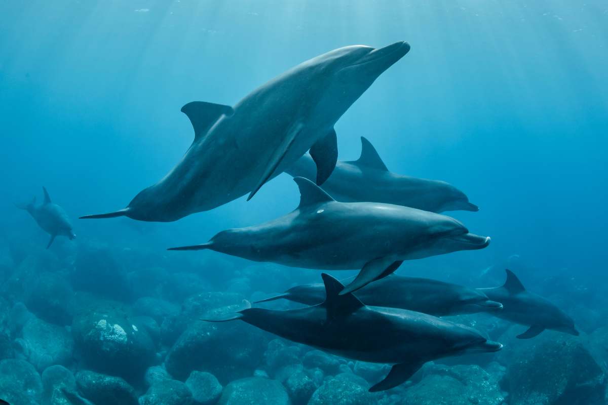 delfini in mare