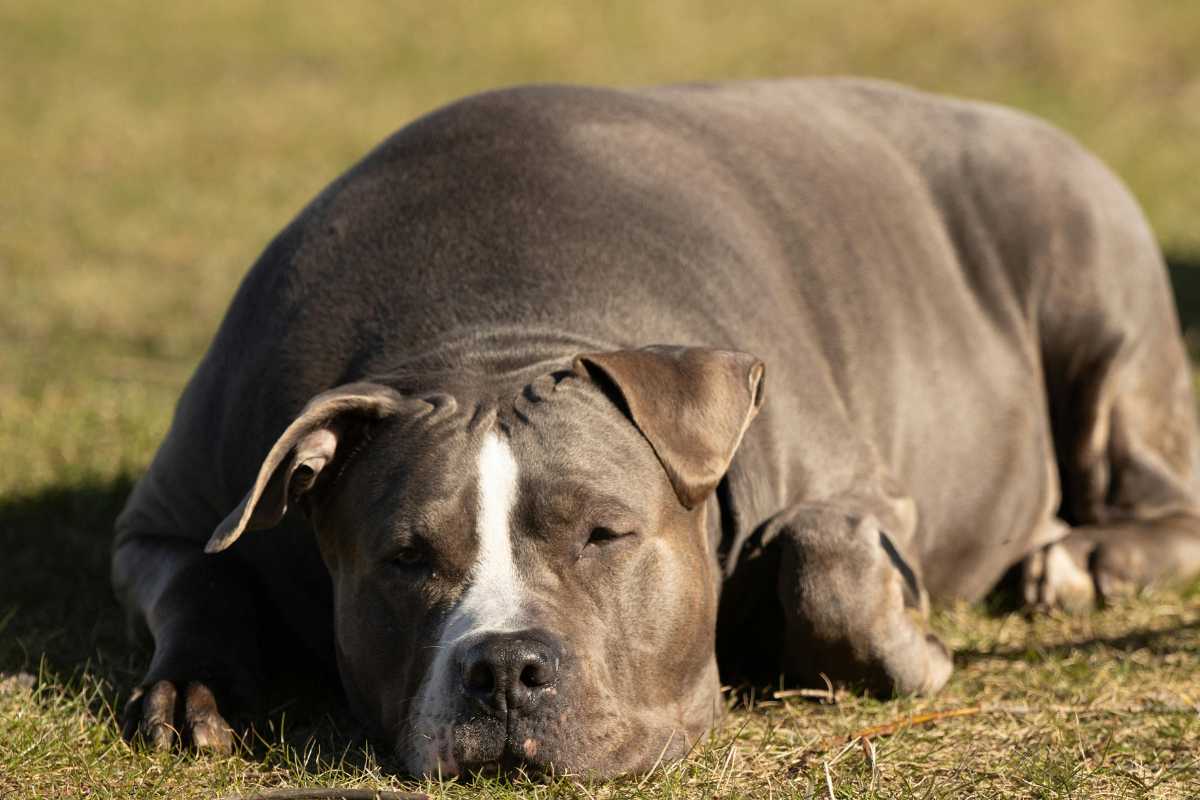 cane