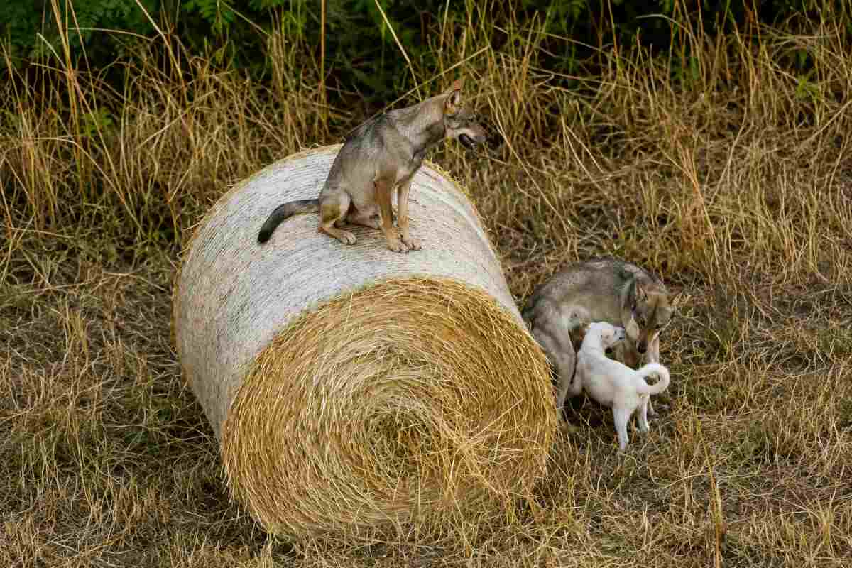 cani e balle di fieno