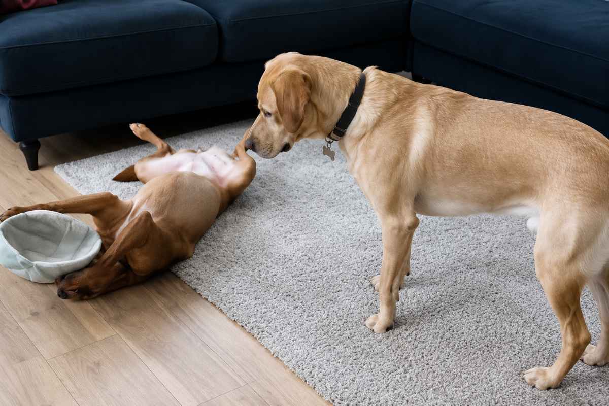 cani gioco 