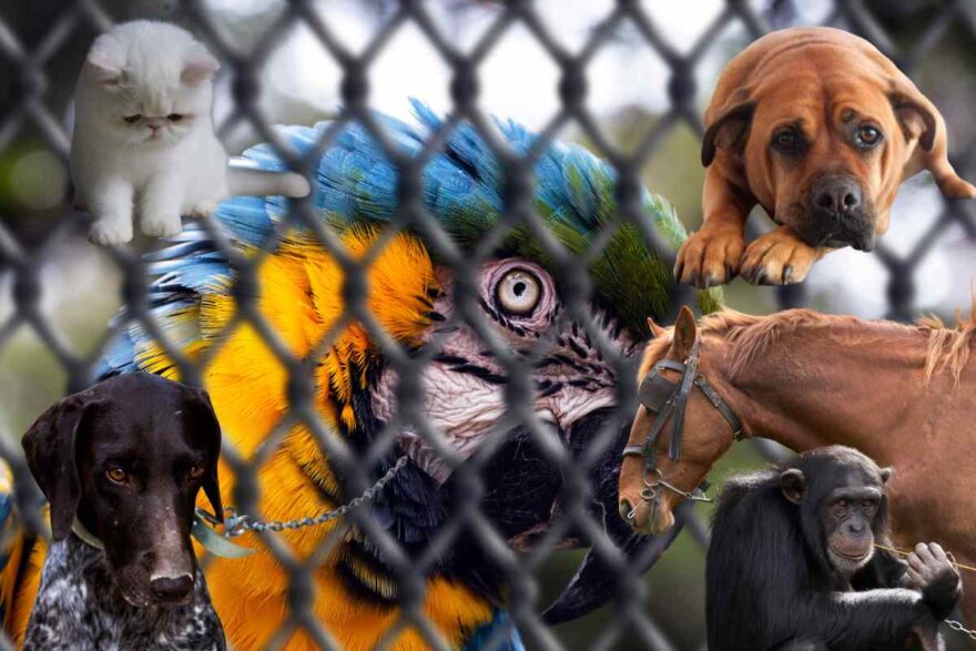 animali maltrattati