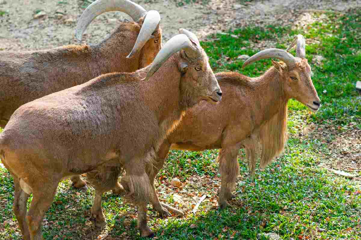 animali