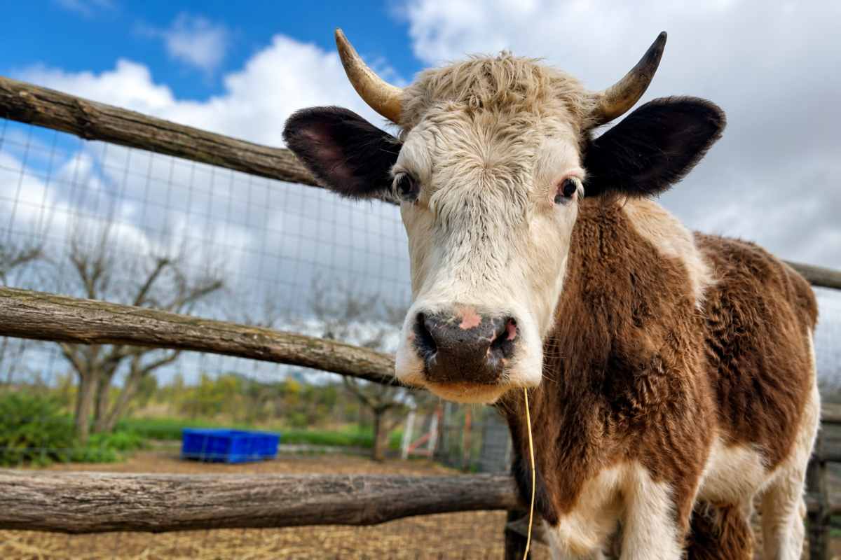mucca 