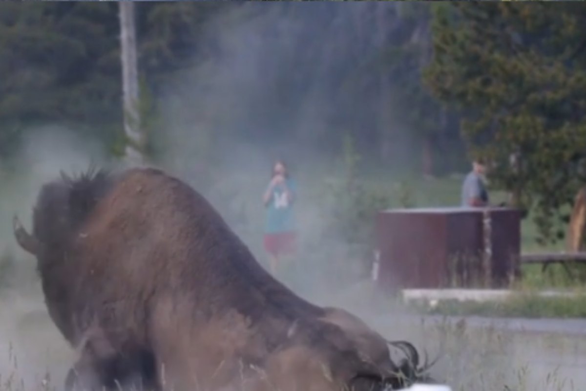 bambino fotografa il bisonte