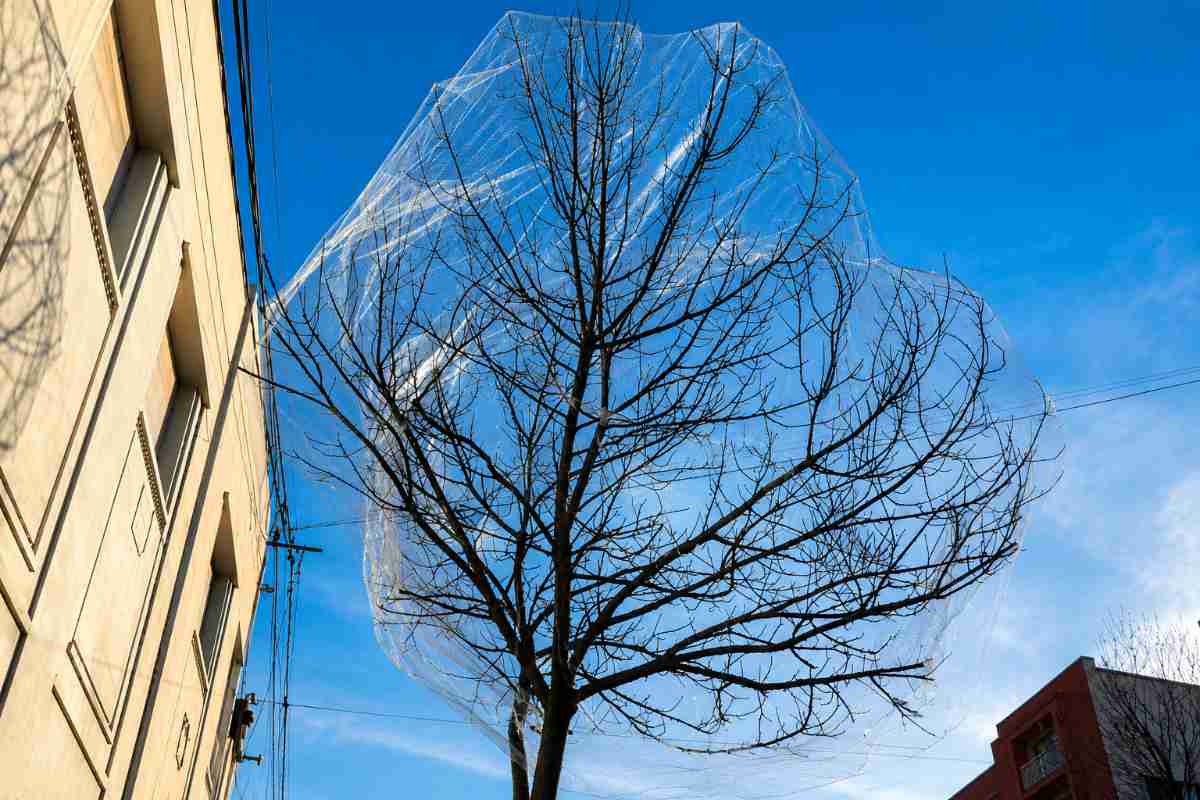 reti alberi