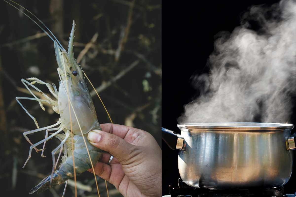 Gli scampi provano dolore: un nuovo studio conferma che la bollitura da vivi è un’agonia