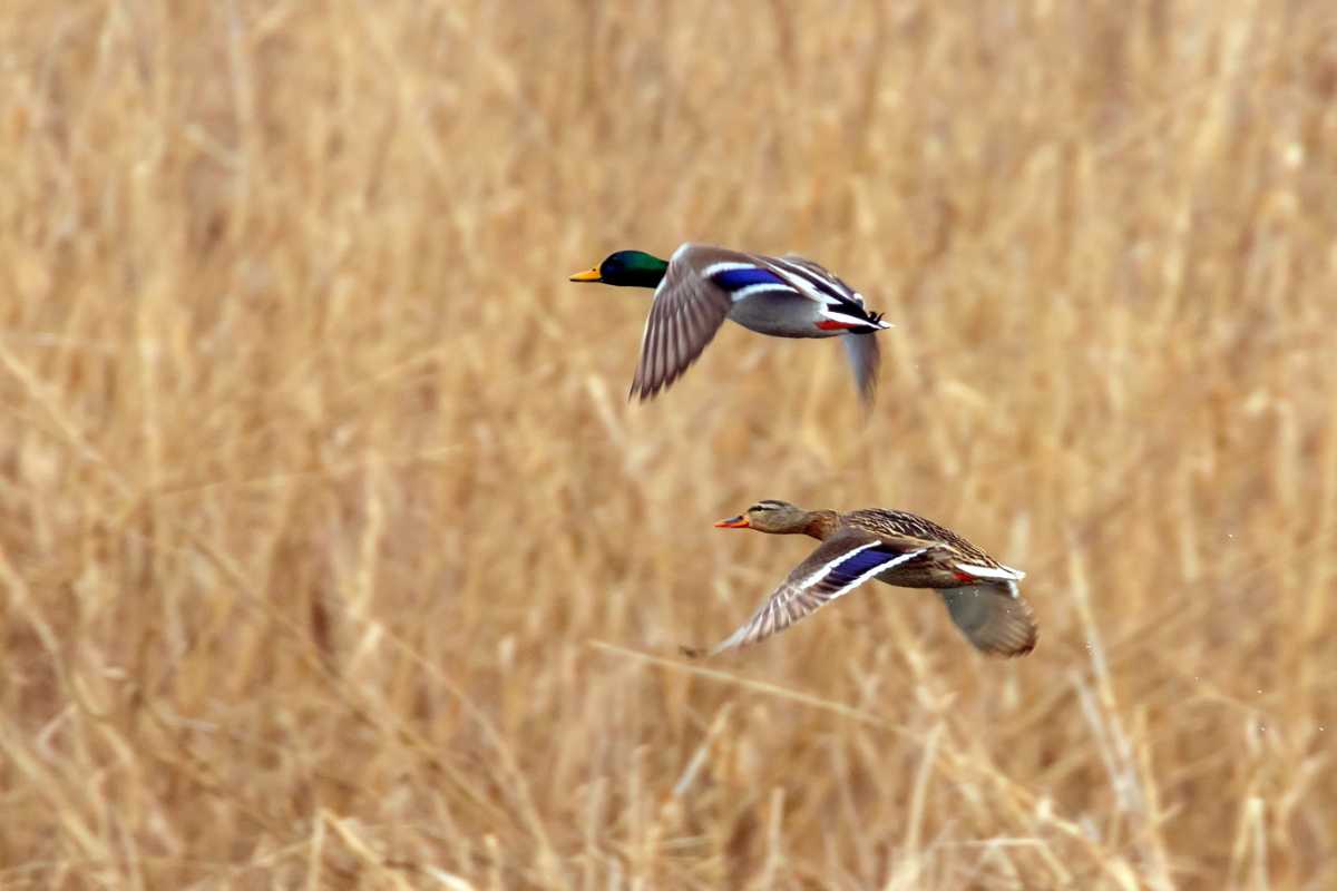 uccelli