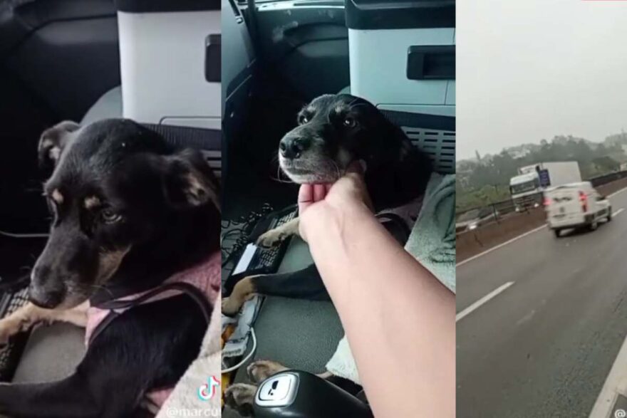 cagnolino salvato in autostrada