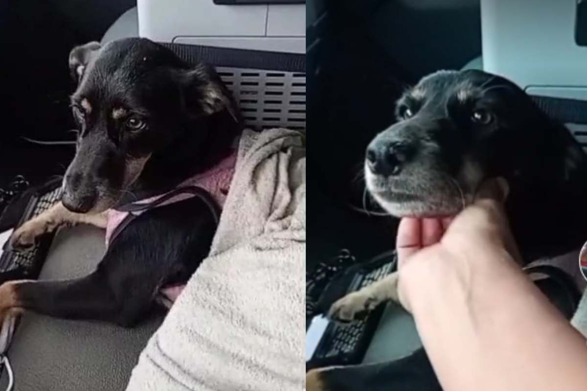 cagnolino salvatocagnolino salvato