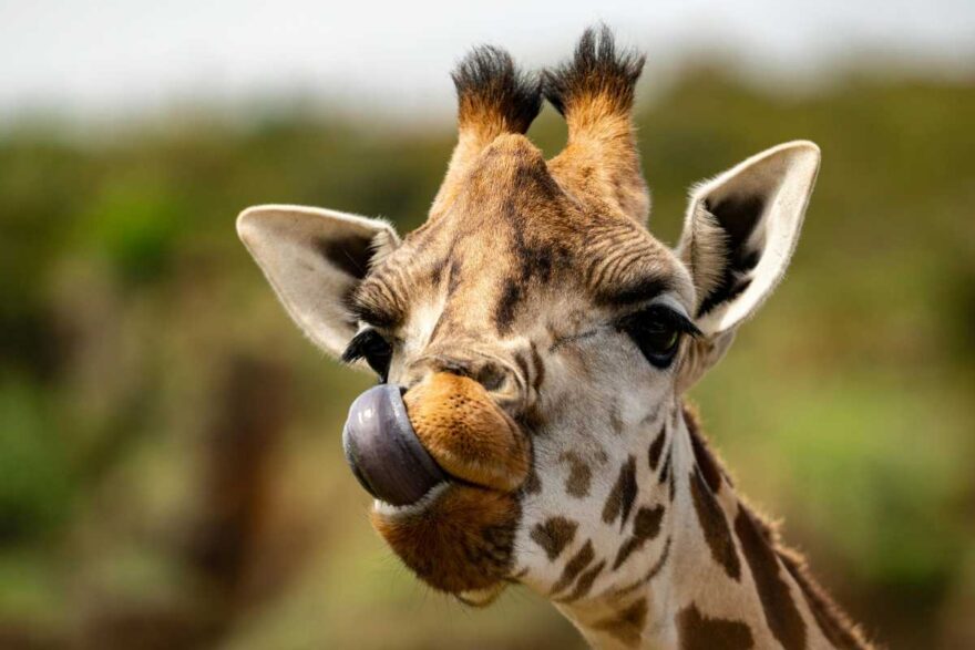 giraffe