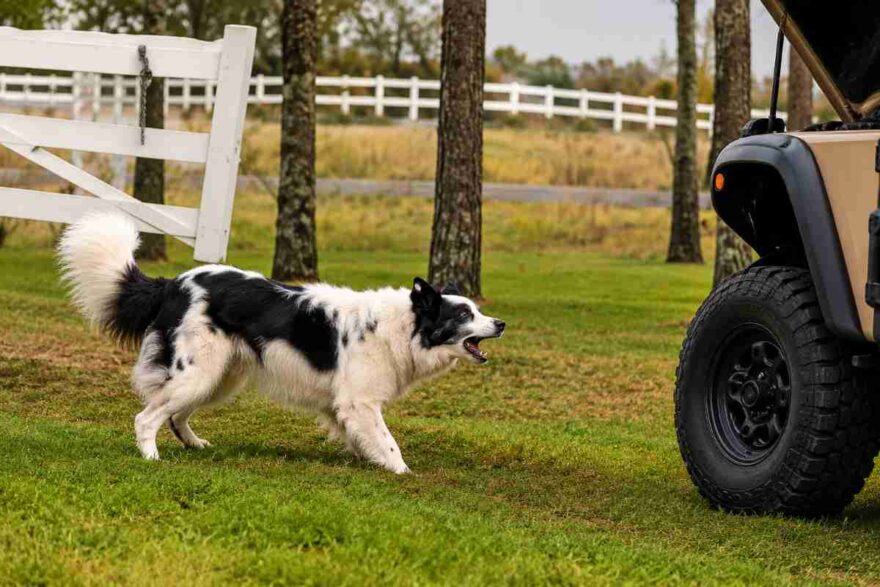 cane quad