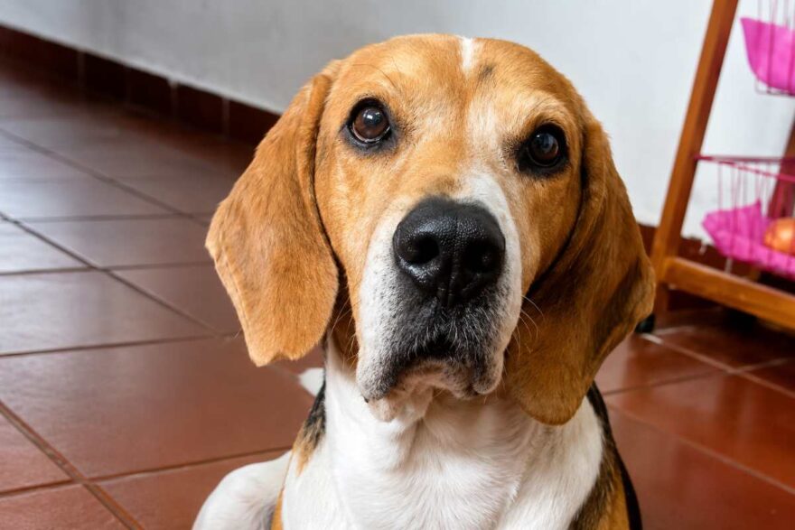 cane