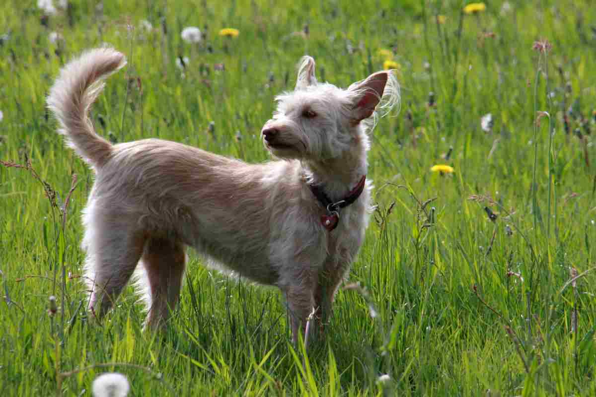 cane di razza Podengo portoghese