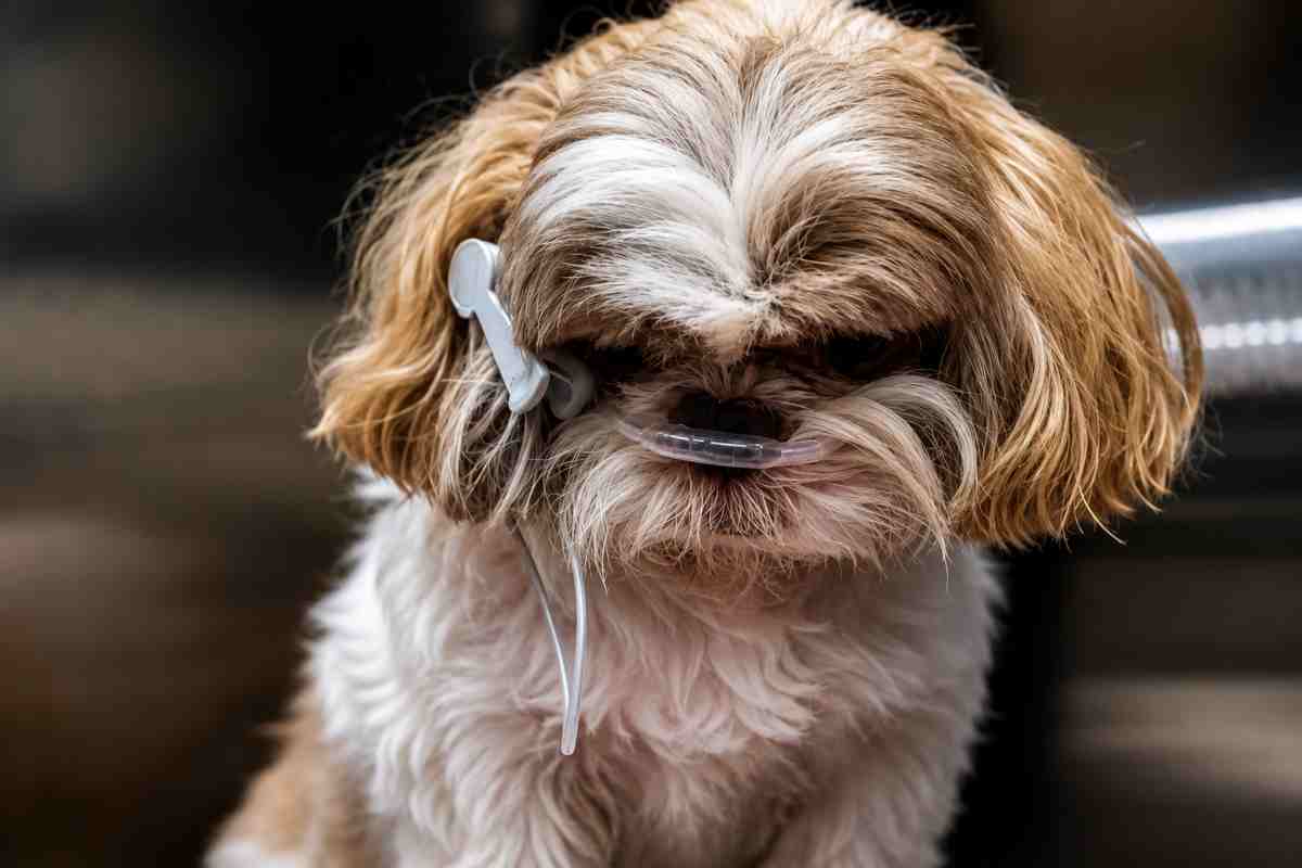 cane