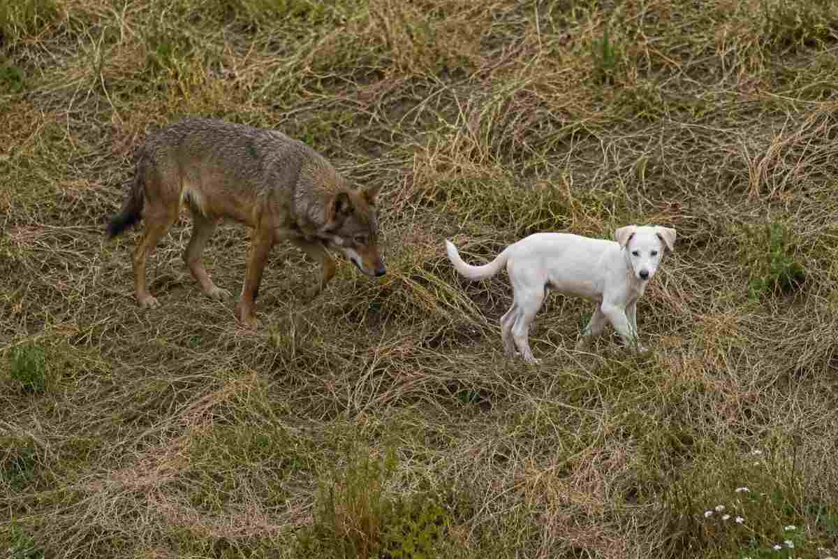 cane e lupi in grecia