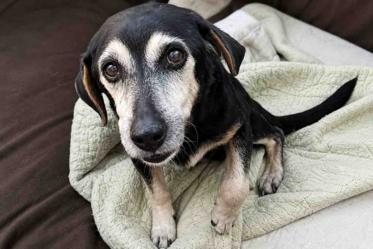 cane preoccupato