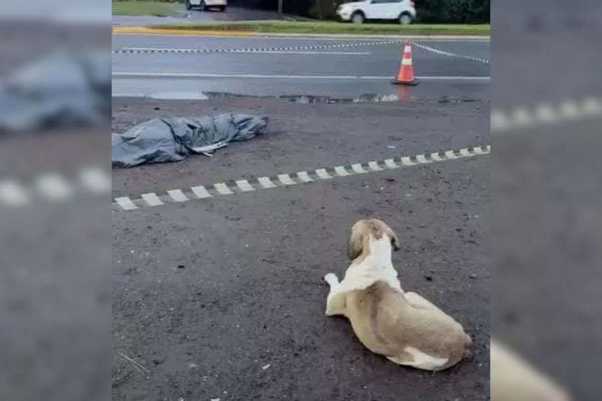 Il cane che ha vegliato la sua umana dopo il tragico incidente: simbolo di fedeltà e amore infinito