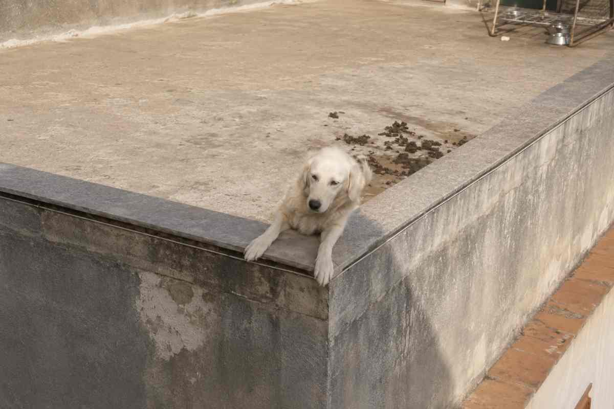 cani abbandonati