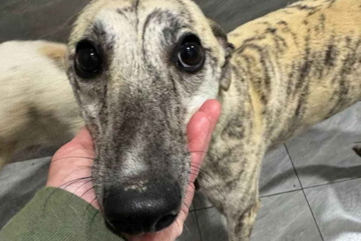 Salvati dal mercato della carne di Yulin, tre Whippet arrivano in Italia in cerca di adozione