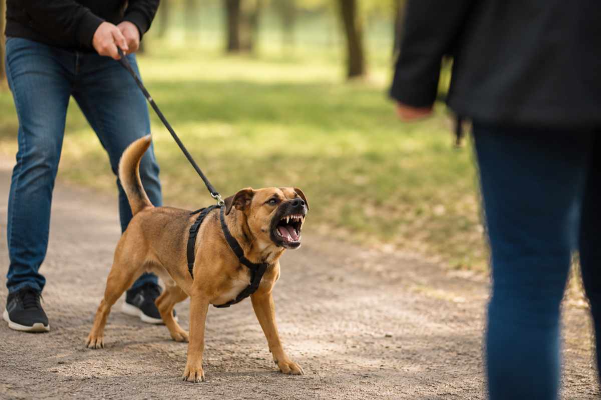 Reattività o aggressività? Molti cani vengono fraintesi: cosa rivela una nuova analisi