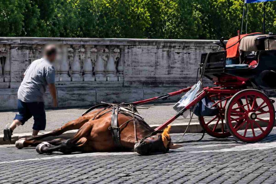 cavallo
