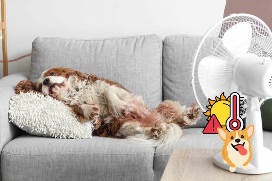 colpo di calore per il cane in casa