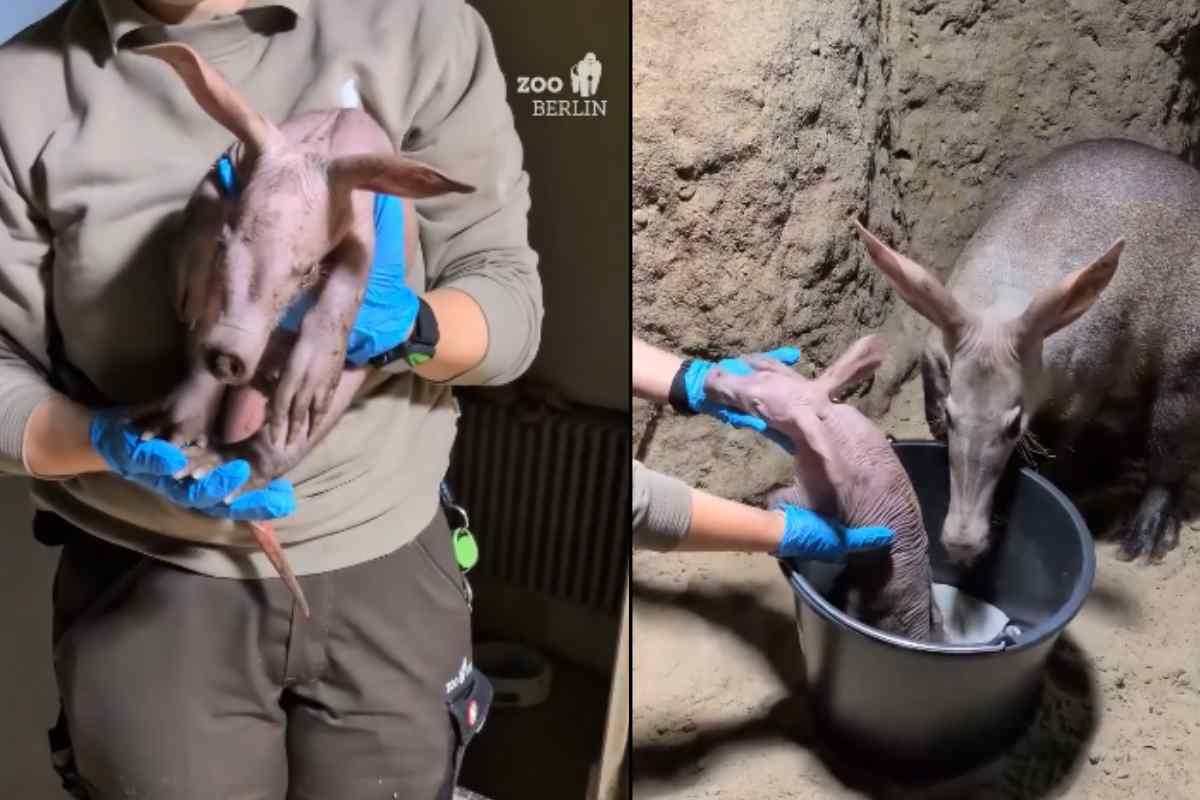 cucciolo di oritteropo allo Zoo di Berlino