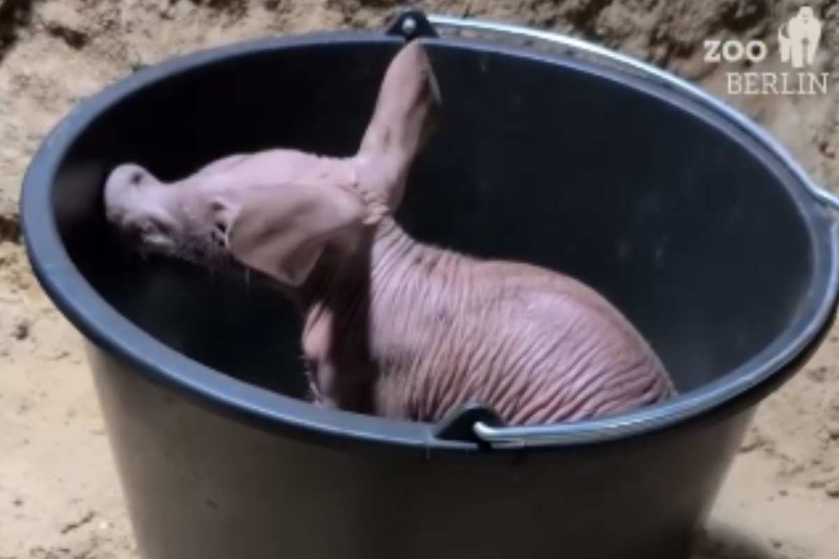 cucciolo di oritteropo