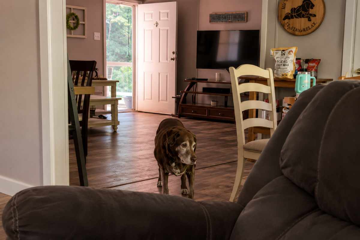 cane in casa