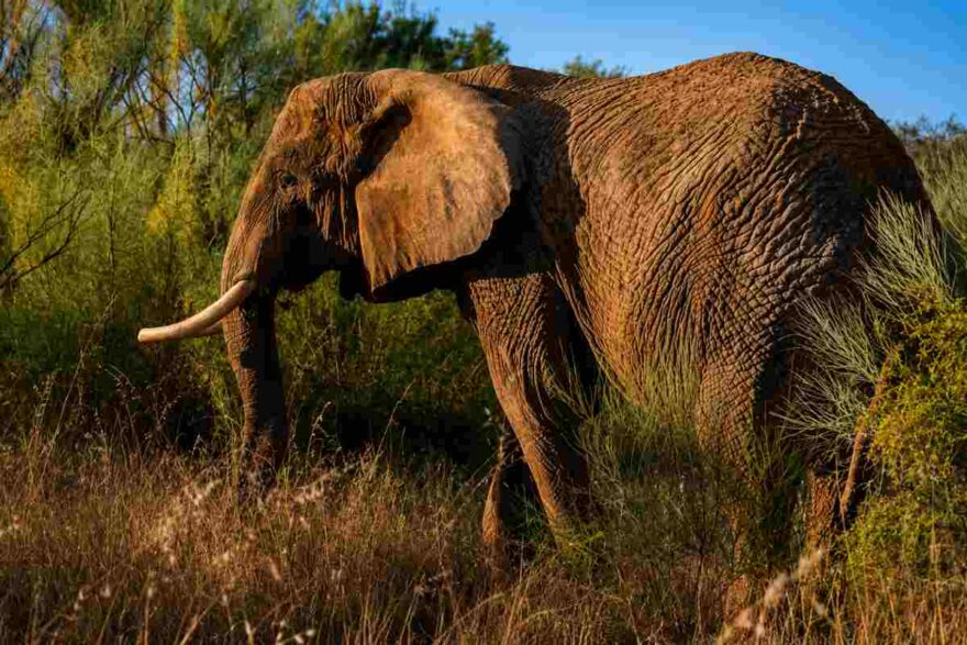 elefante