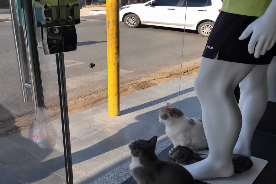 gatti