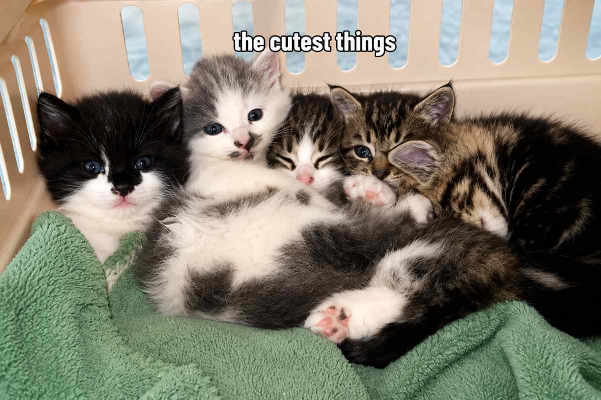 gatti