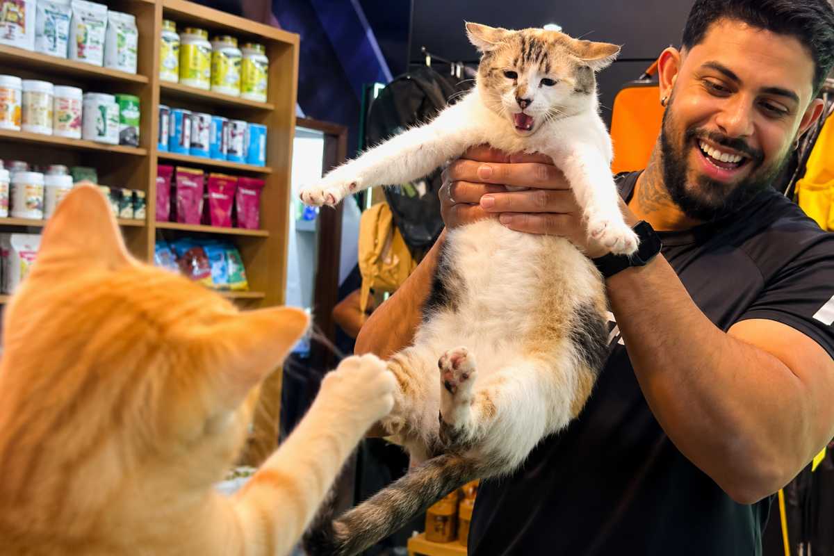 gatti 