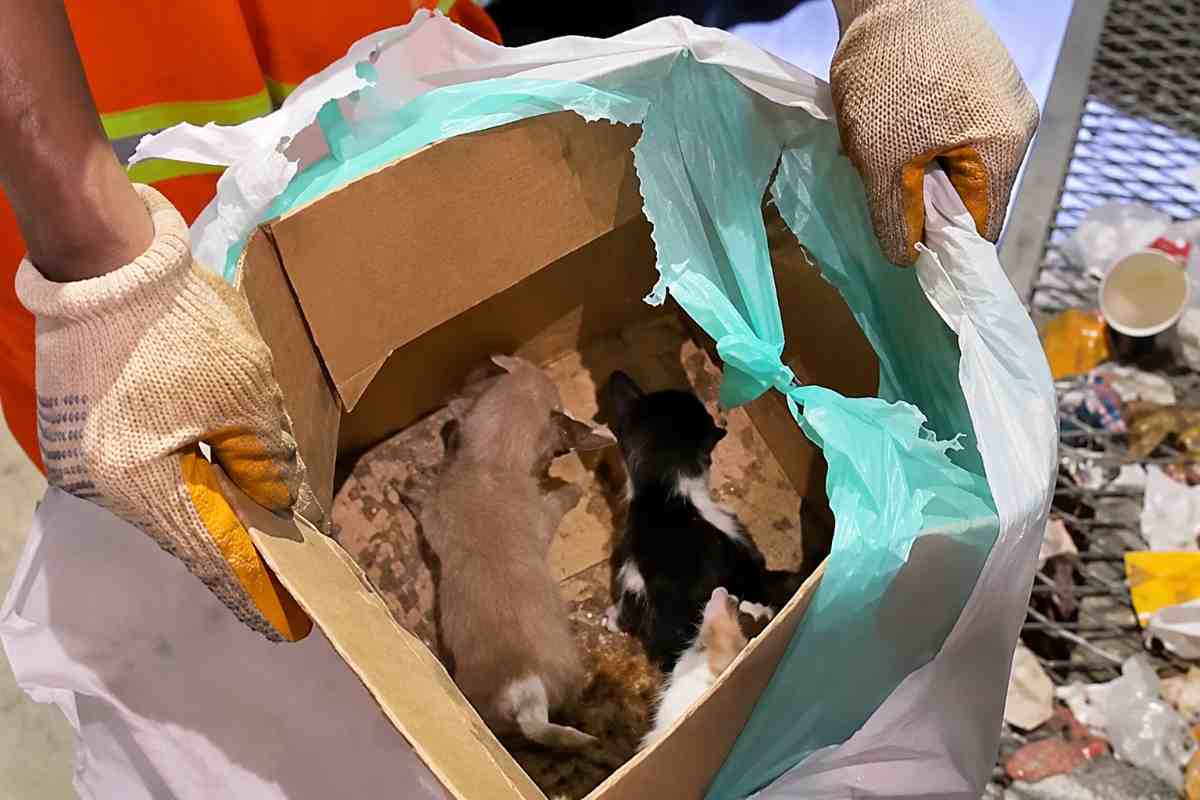 “Per poco non li abbiamo uccisi”: il salvataggio dei quattro gattini trovati nel camion della spazzatura