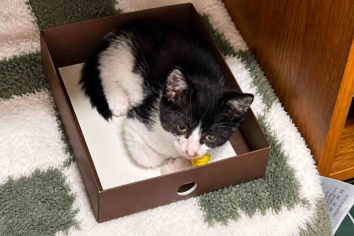 gatto 