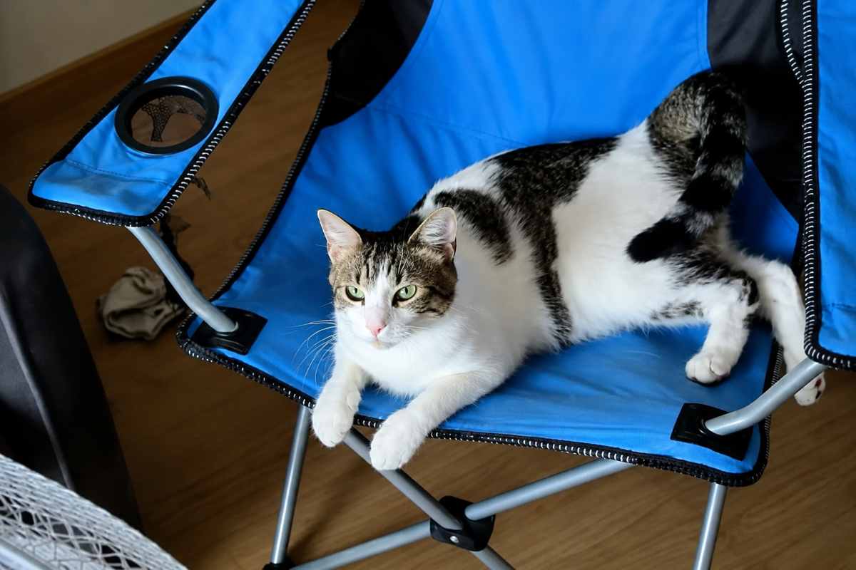 gatto aryo 