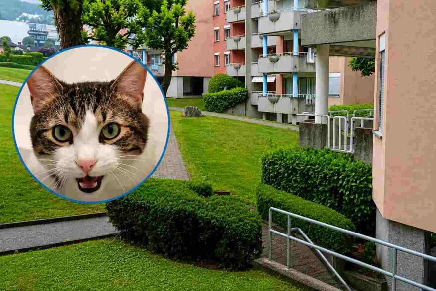 gatto disperso