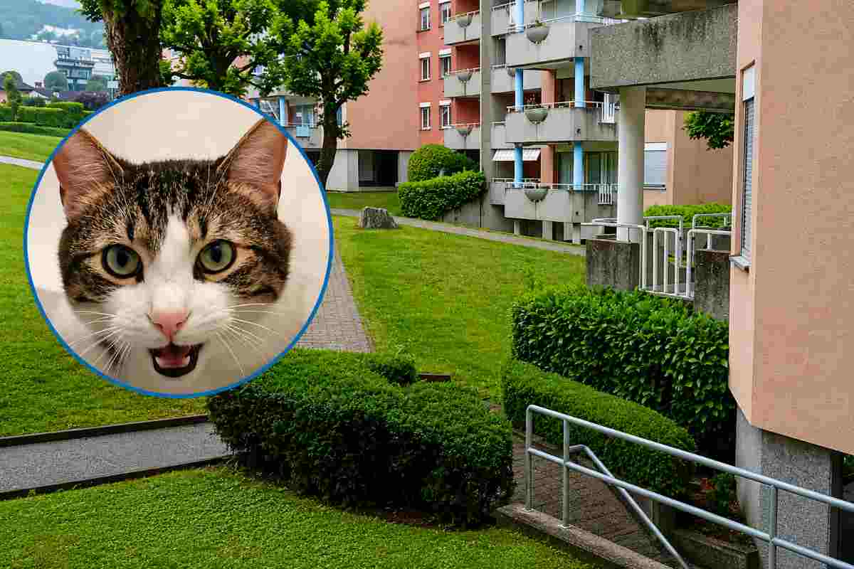 «Me l’hanno portato via»: il mistero del gatto Aryo dura da oltre sette mesi