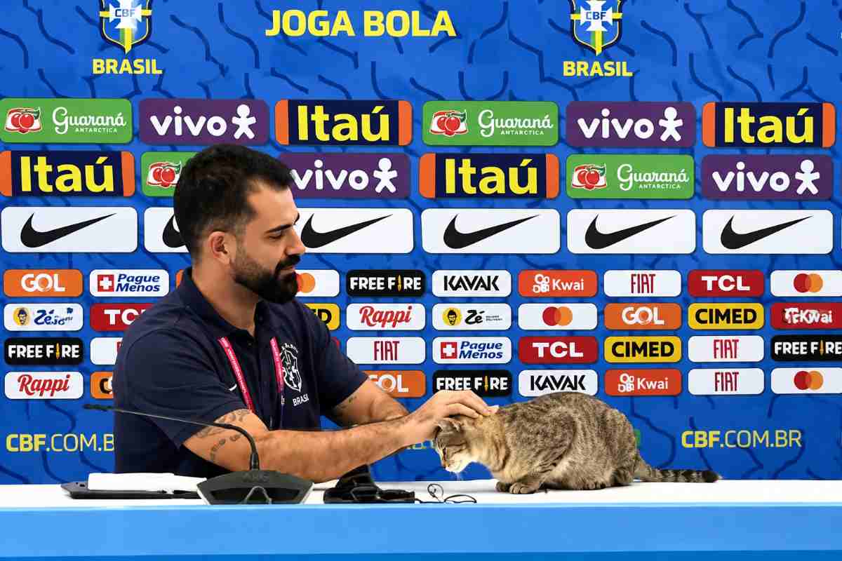 gatto brasile