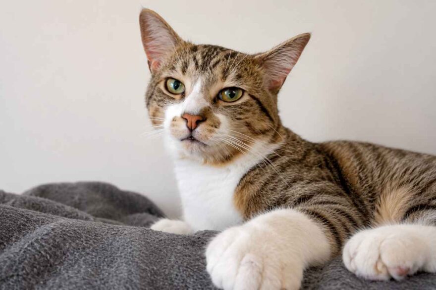 gatto