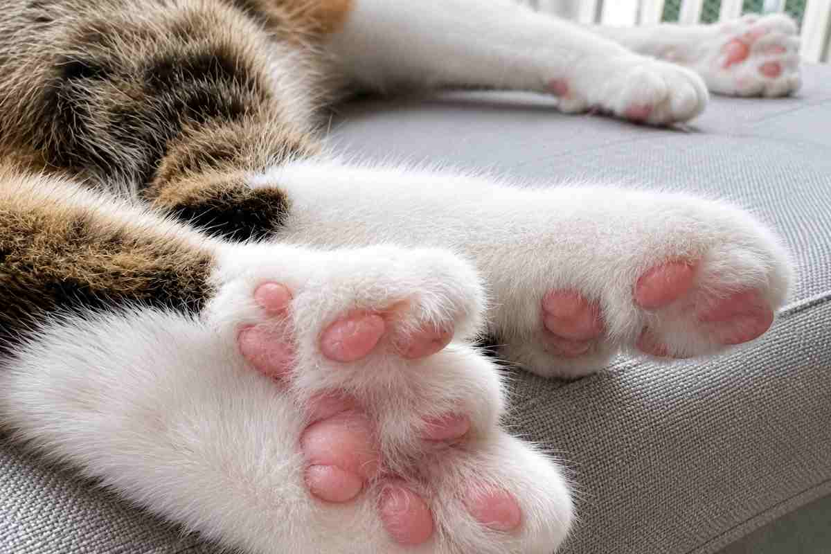 gatto disteso