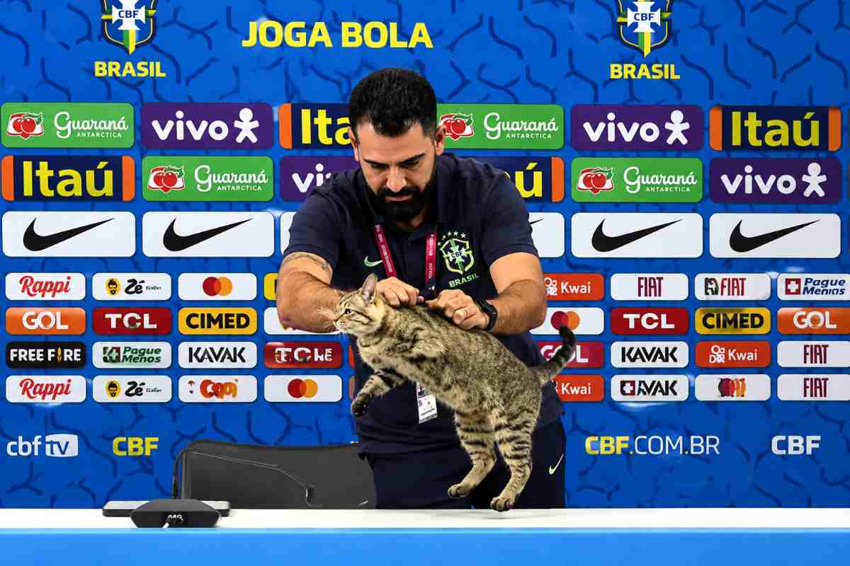gatto brasile