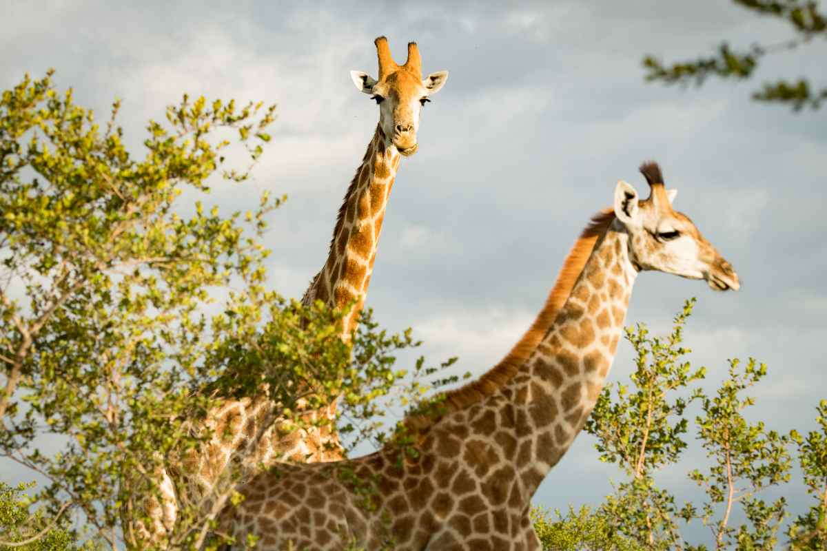 giraffe